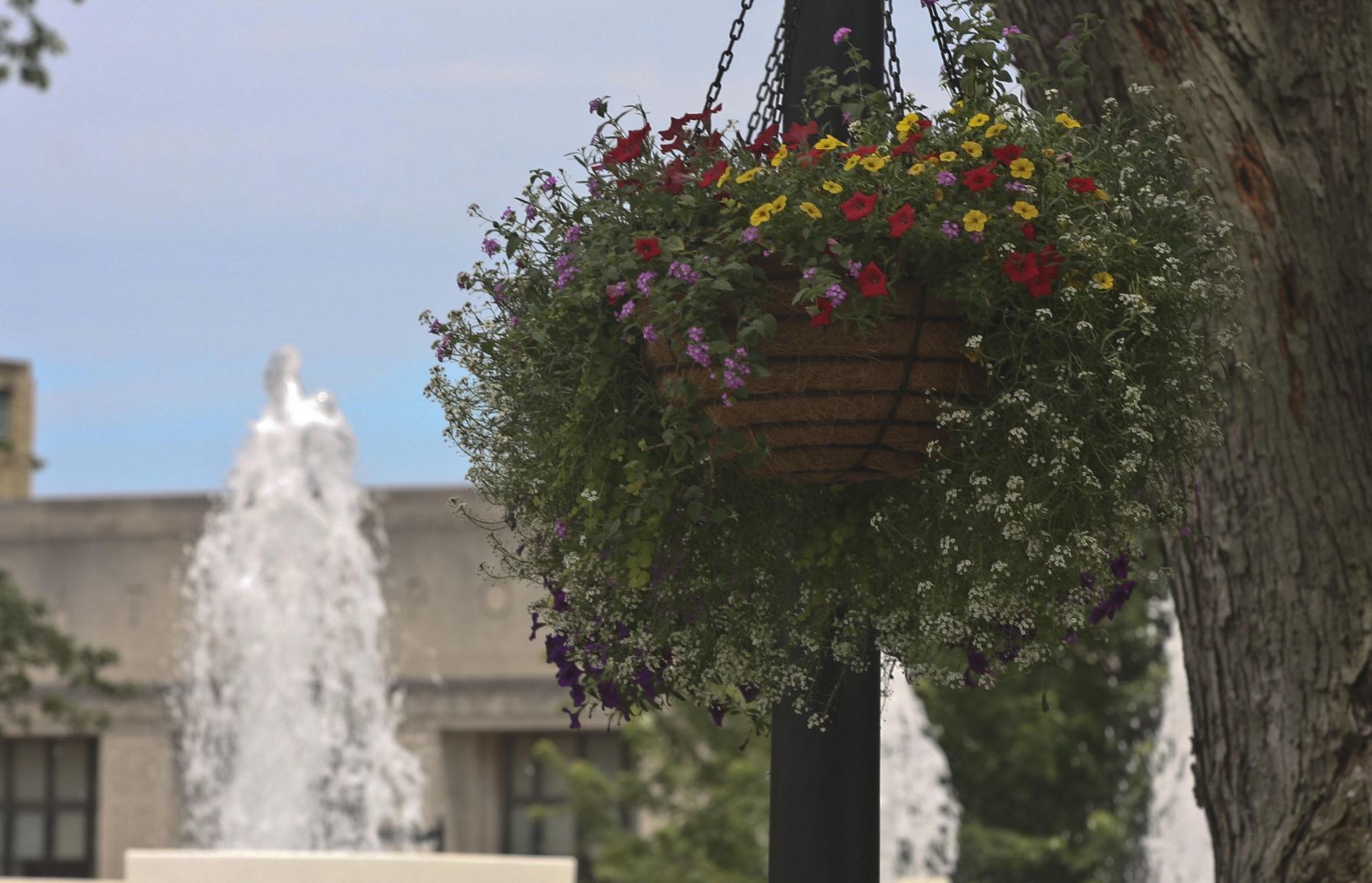 In Bloom 5 07.19.18.JPG